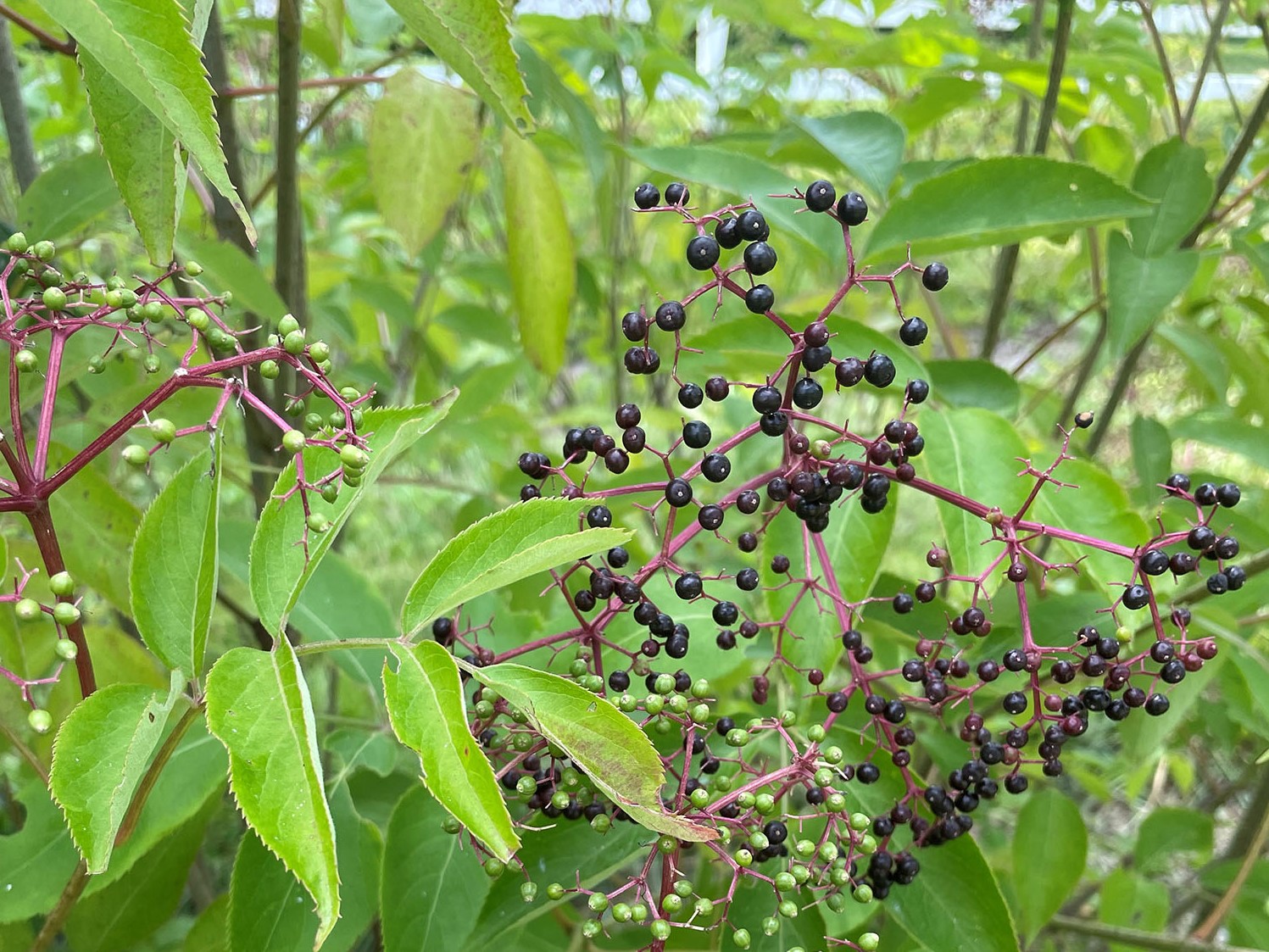 ripe elderberries on a bush