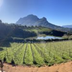 fish eye lens view of a vineyard with a mountain in the background