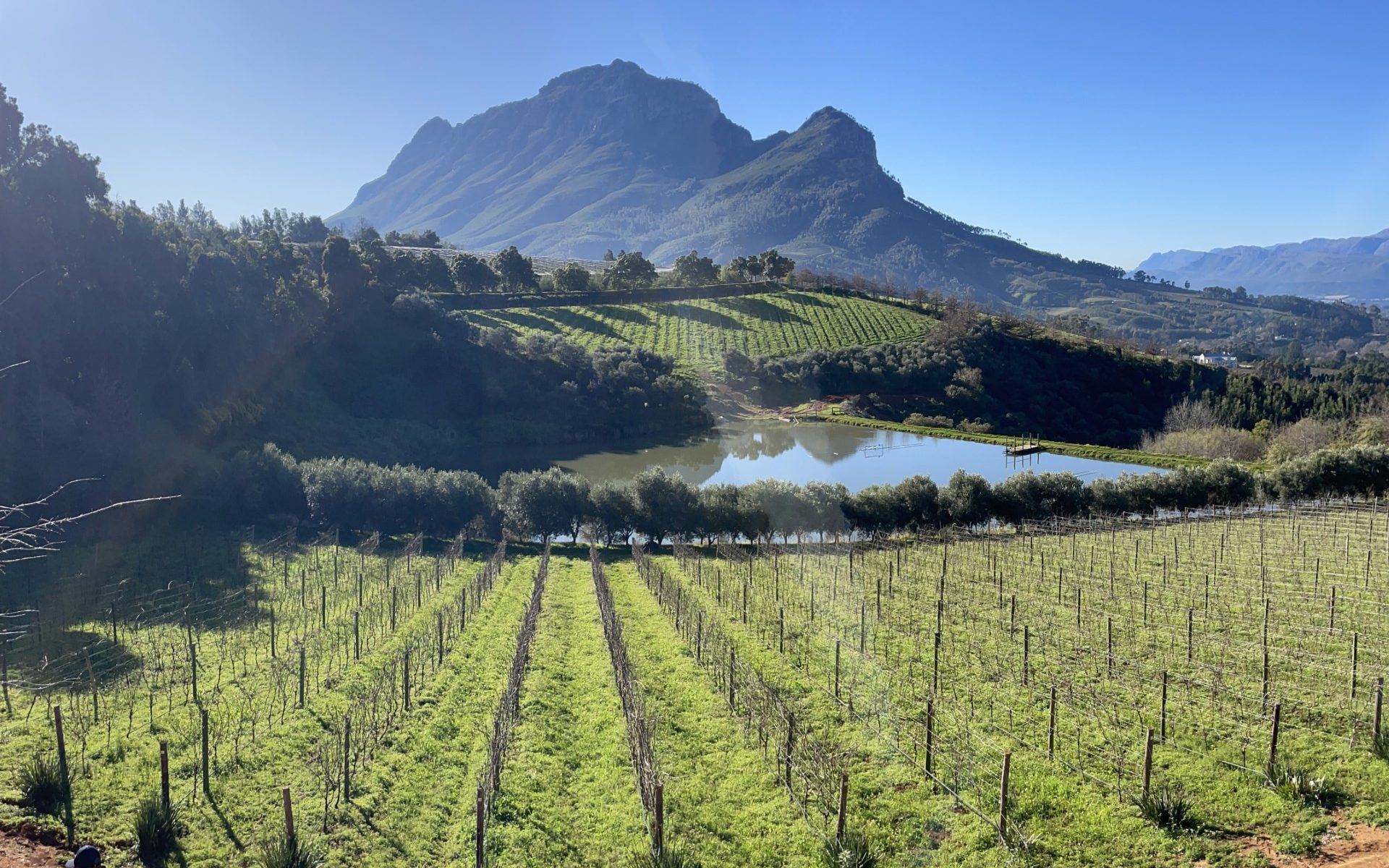 fish eye lens view of a vineyard with a mountain in the background