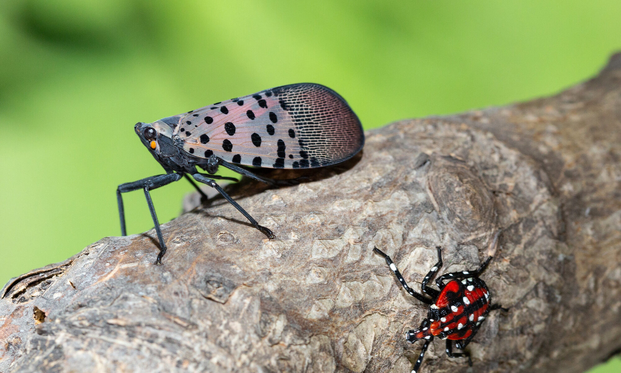 Spotted lanternfly adult and nymph on branch
