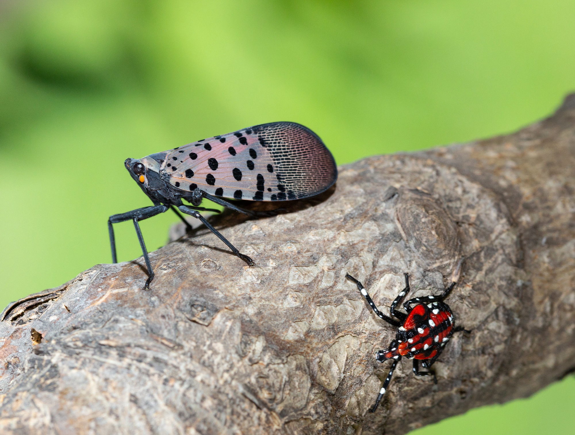 Spotted lanternfly adult and nymph on branch