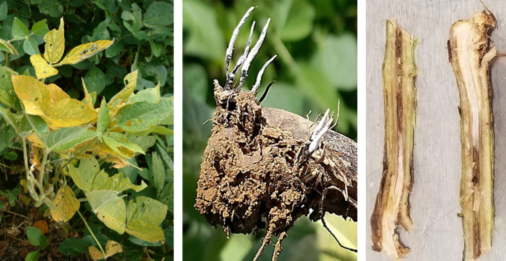 Three photos show symptoms of taproot decline, including yellow leaves, stromata near the soil line, and brown tissue and white growth in the pith of a plant's root.