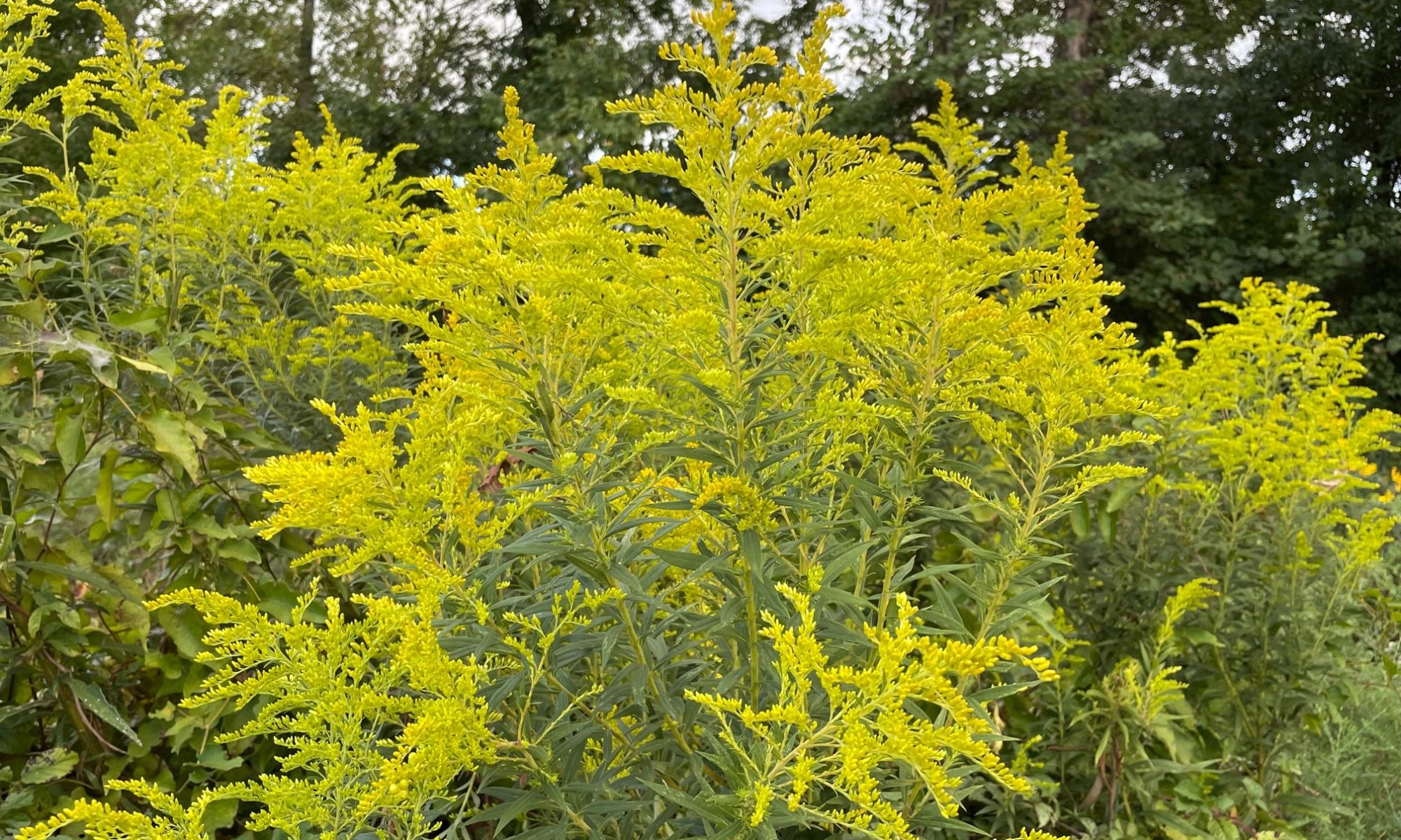 Giant goldenrod, Solidago gigantea