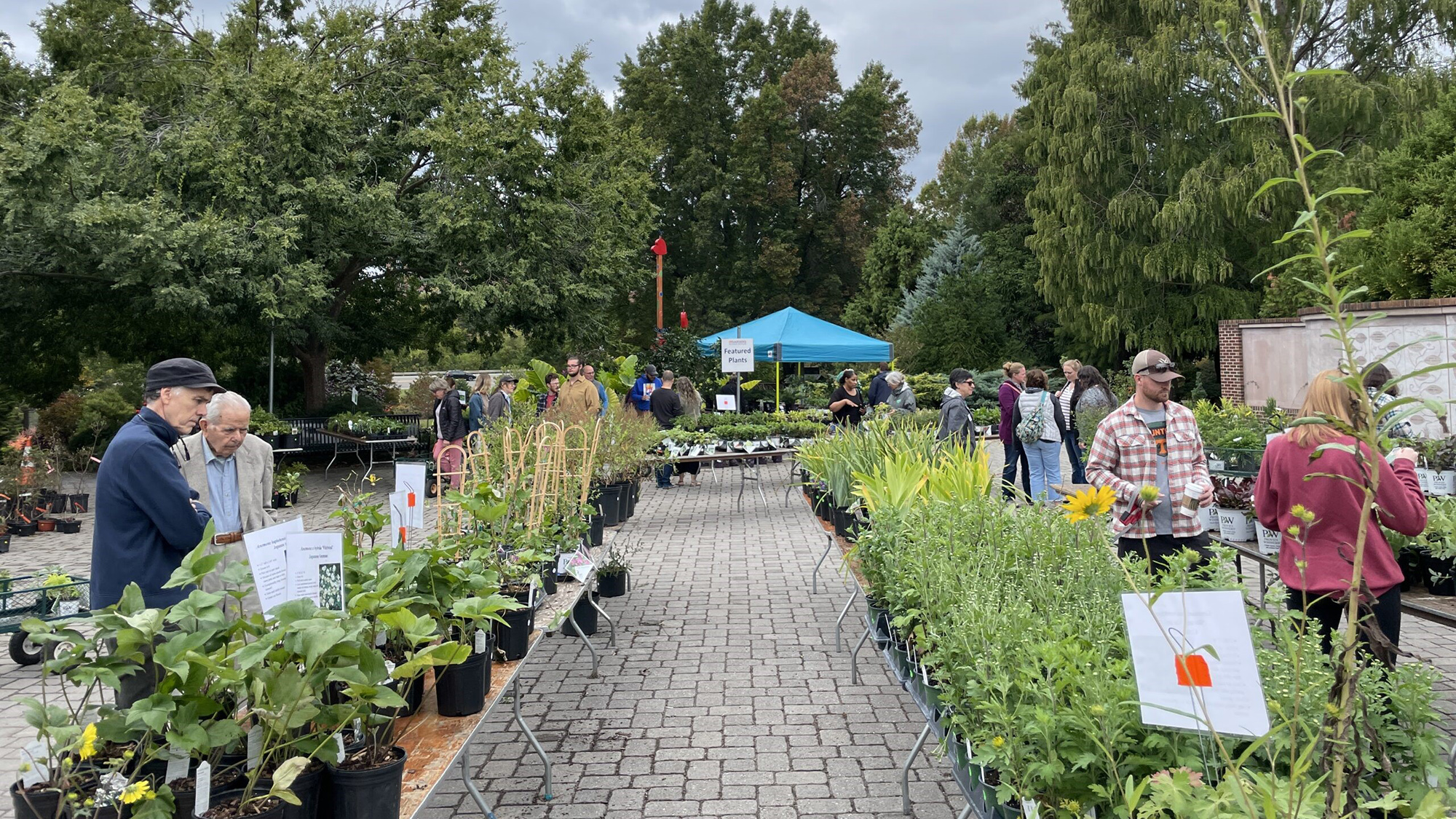 rows of tables with plants for sale outside at the UT Gardens, Knoxville