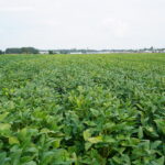 Soybean field just before harvest, some leaves show yellow discoloration.
