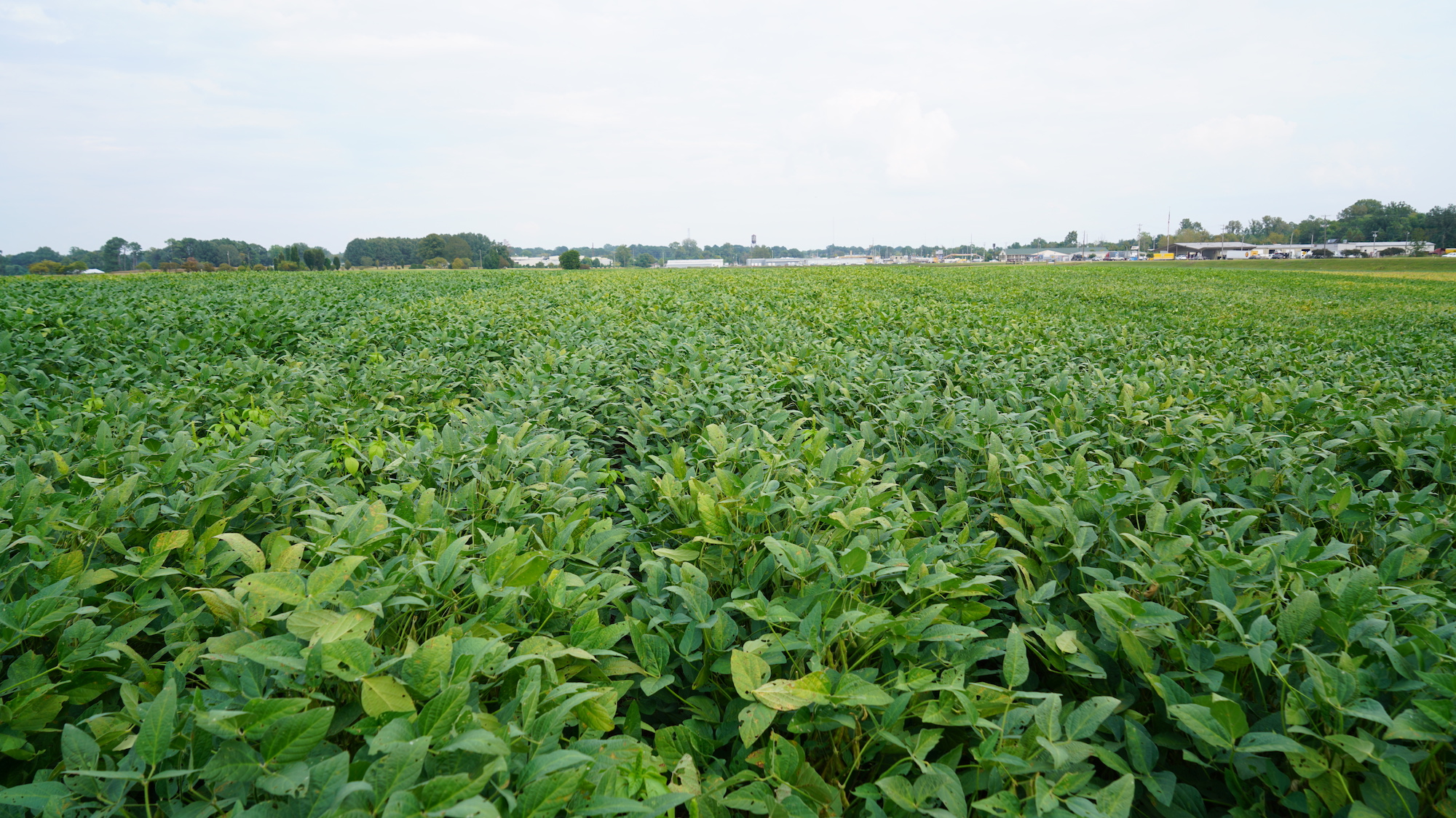 Soybean field just before harvest, some leaves show yellow discoloration.