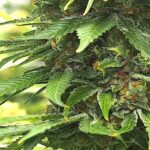 Cannabis inflorescence