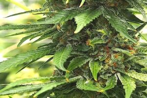 Cannabis inflorescence
