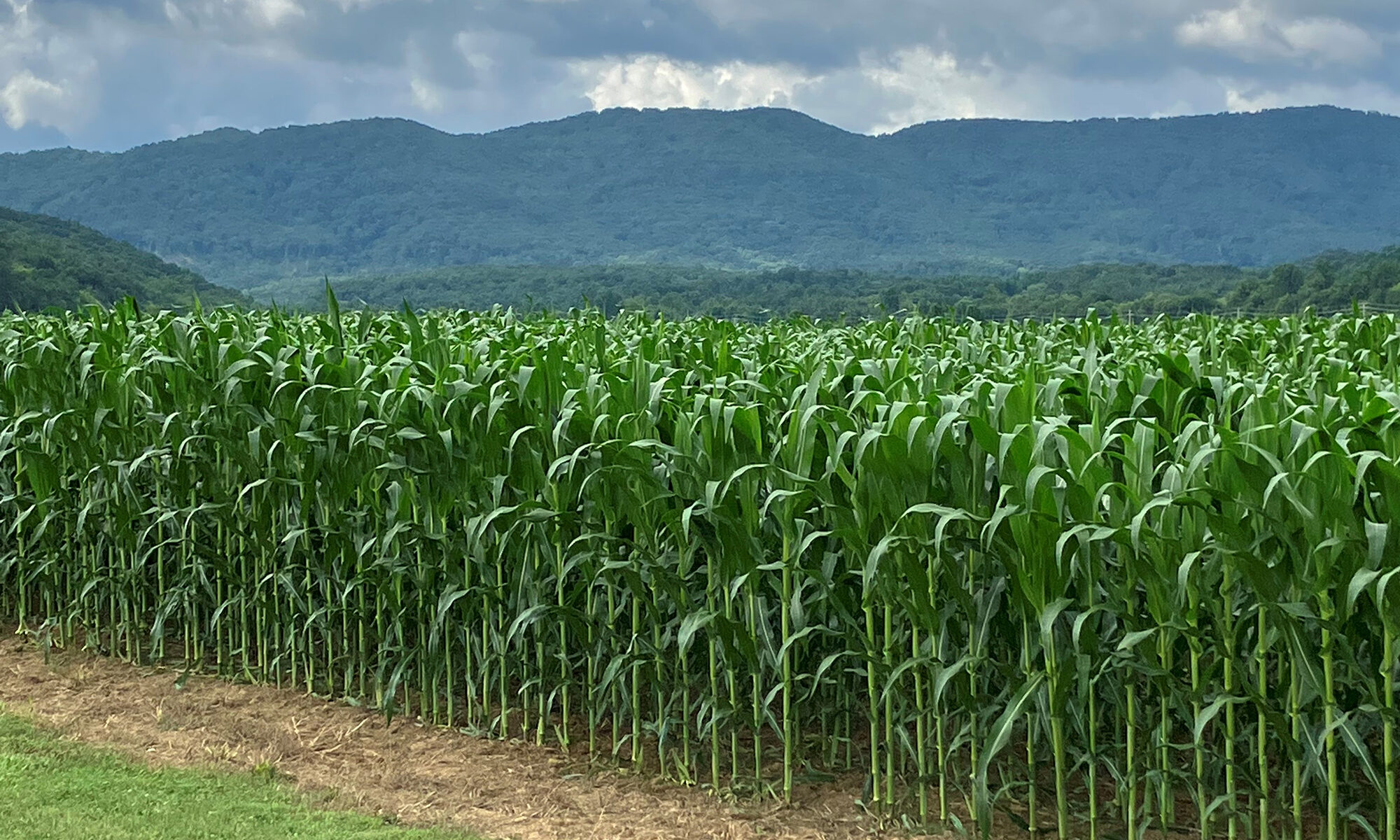 rows of corn growing with mountains in the background