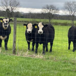 herd of cows in pasture