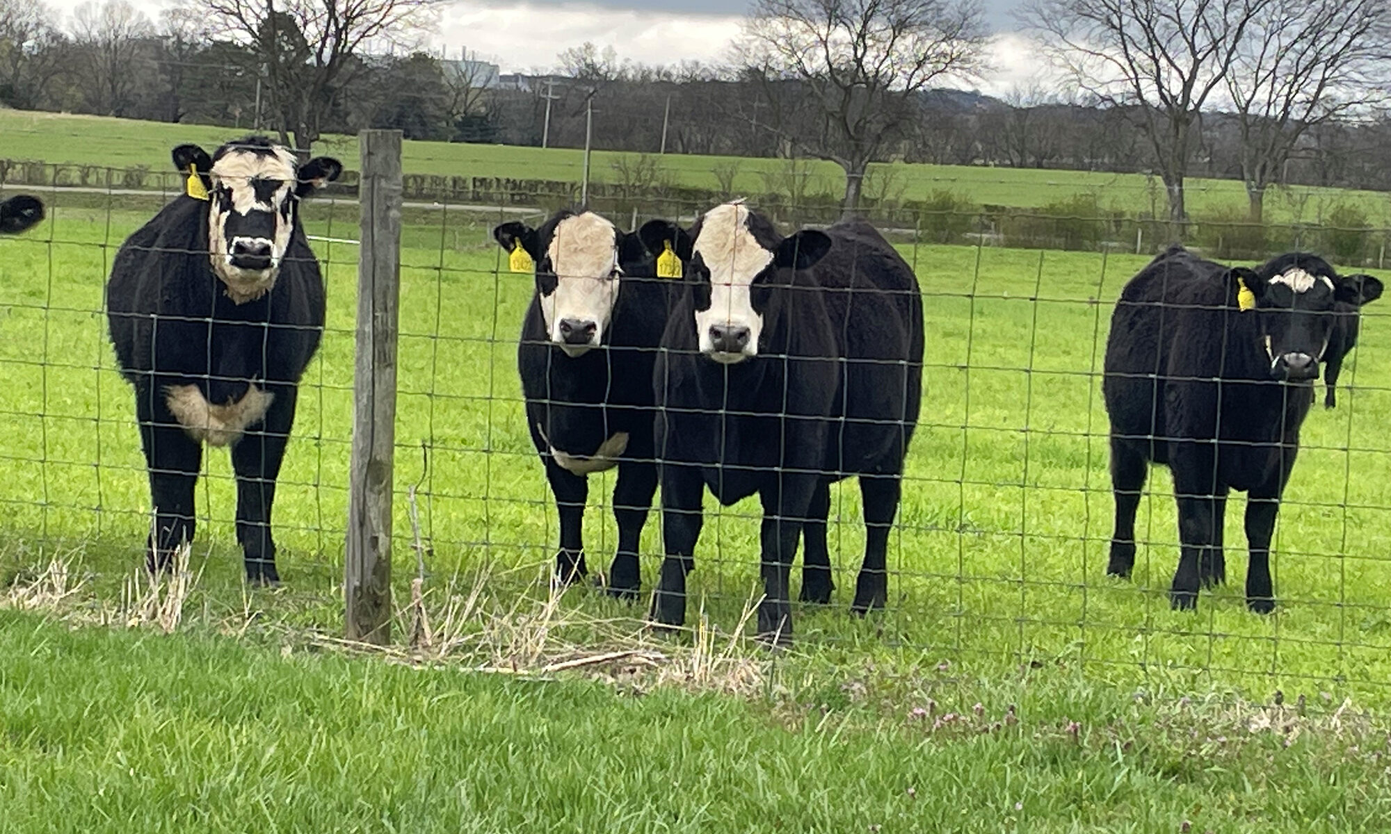 herd of cows in pasture