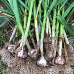 a bushel of freshly picked garlic