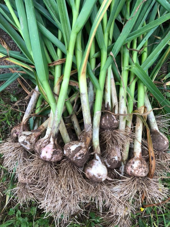 a bushel of freshly picked garlic