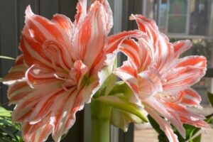 A red and white amaryllis flower blooms on a window sill.