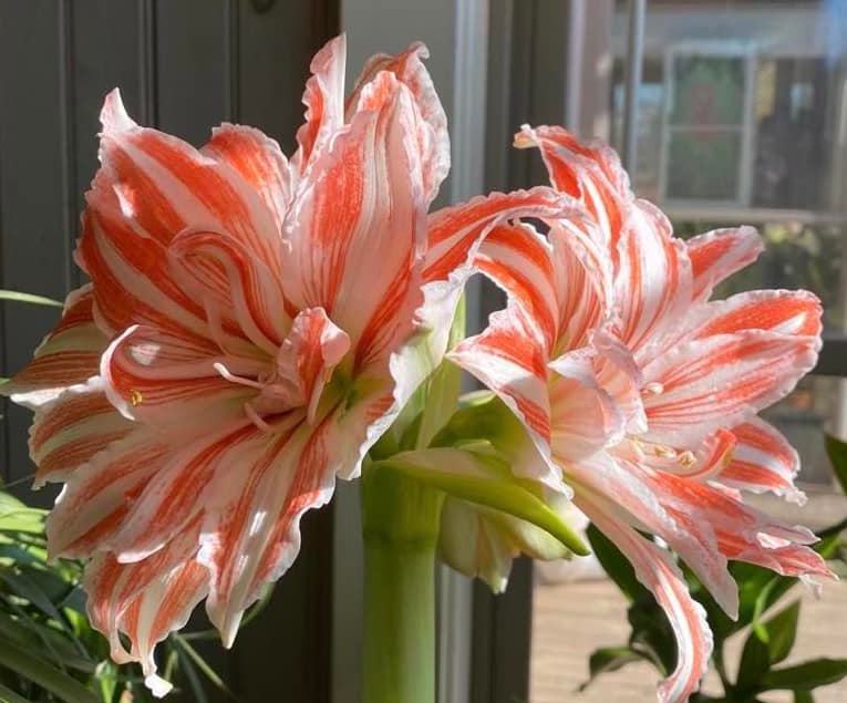 A red and white amaryllis flower blooms on a window sill.