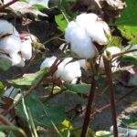 cotton bolls