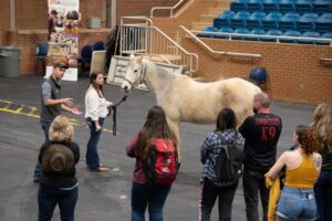 Horse conformation review at University of Tennessee Brehm Arena