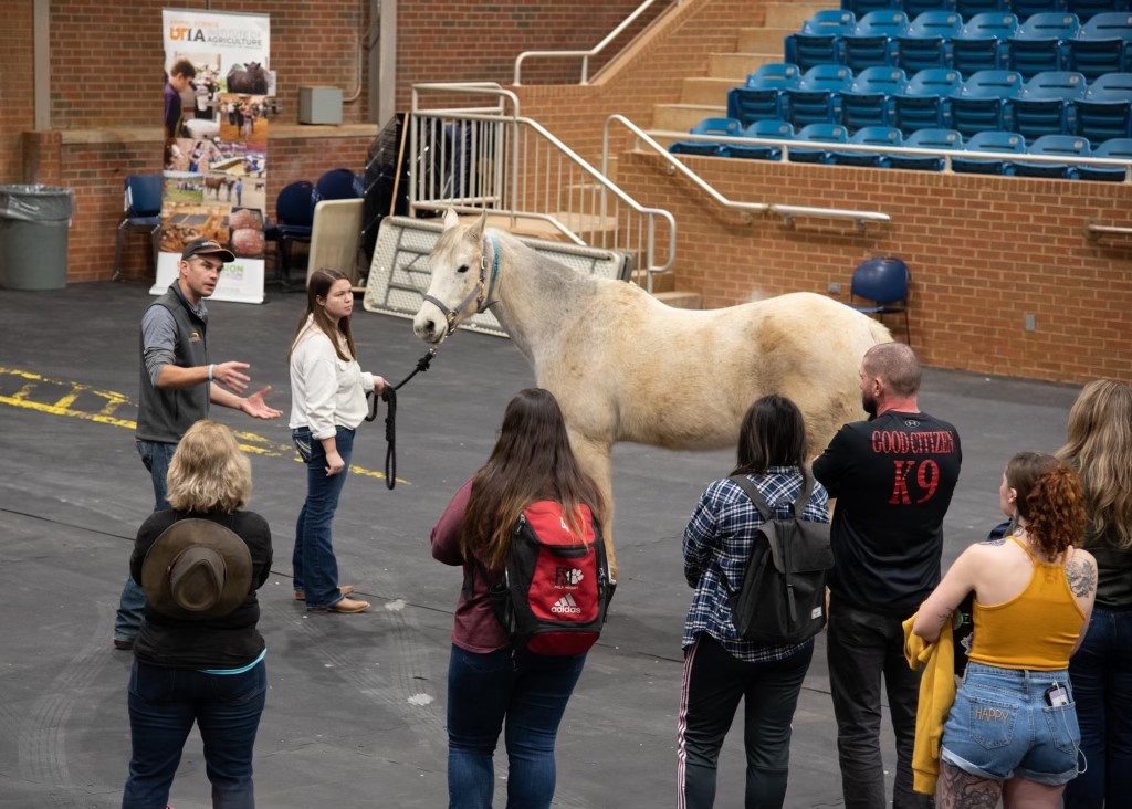 Horse conformation review at University of Tennessee Brehm Arena