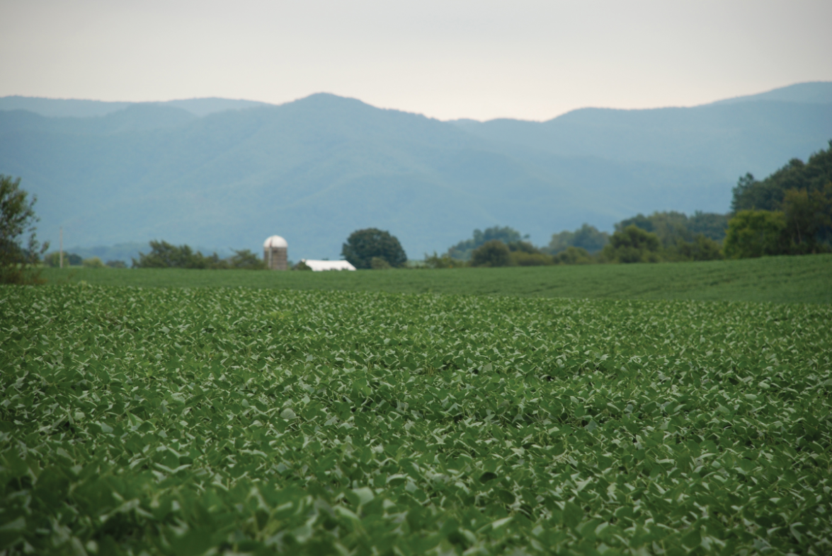 field of cropa and distant barn