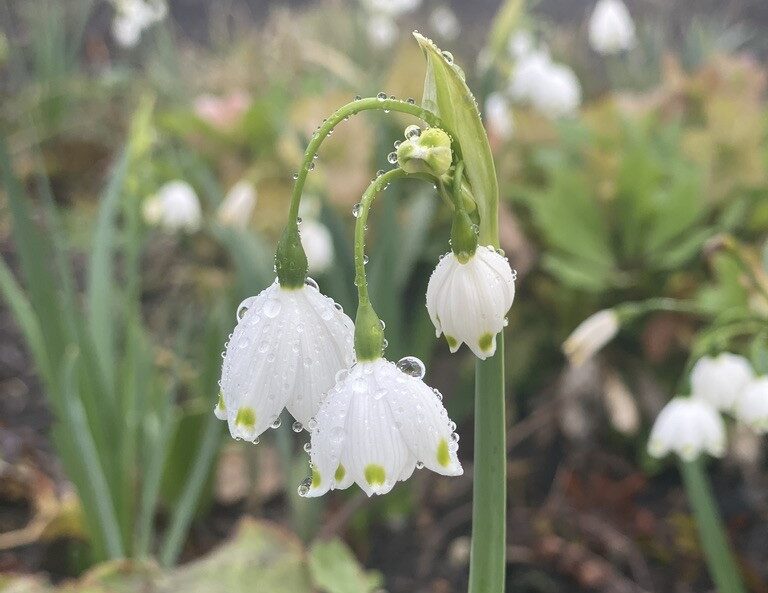 Leucojum blooms, white