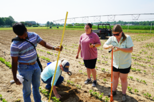 A group of interns install sensors in a field of newly emerging plants