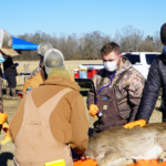 Five researchers in winter coats take samples from a sedated deer on a table