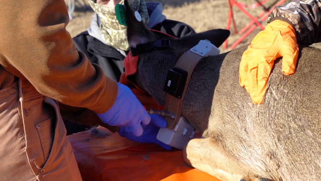 A researcher uses a tool to attach a brown and white tracking collar to a sedated deer on a table