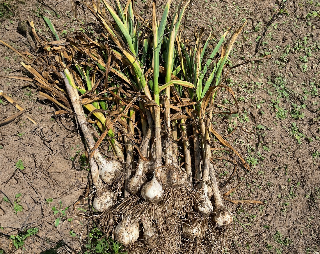 Harvested garlic with stems still attached