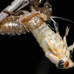A white cicada emerges from his shell on a small tree branch