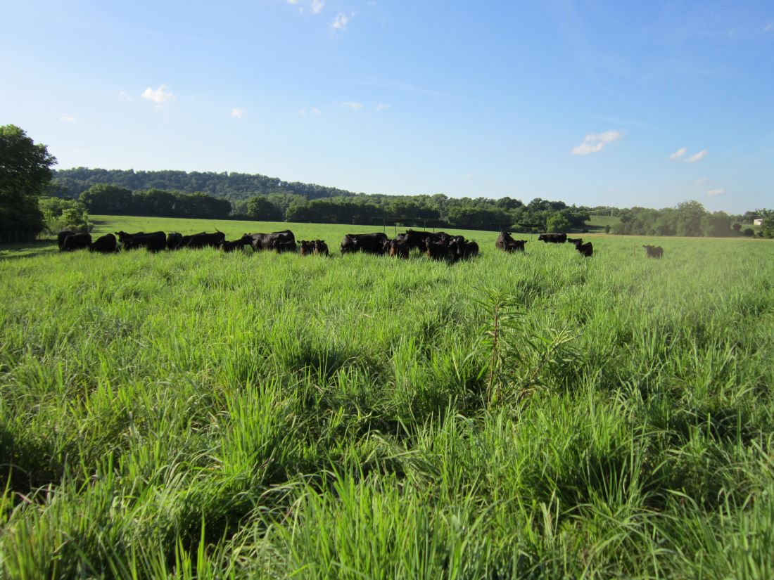 Cattle field