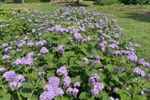 UT Gardens Plant of the Month, May 2024