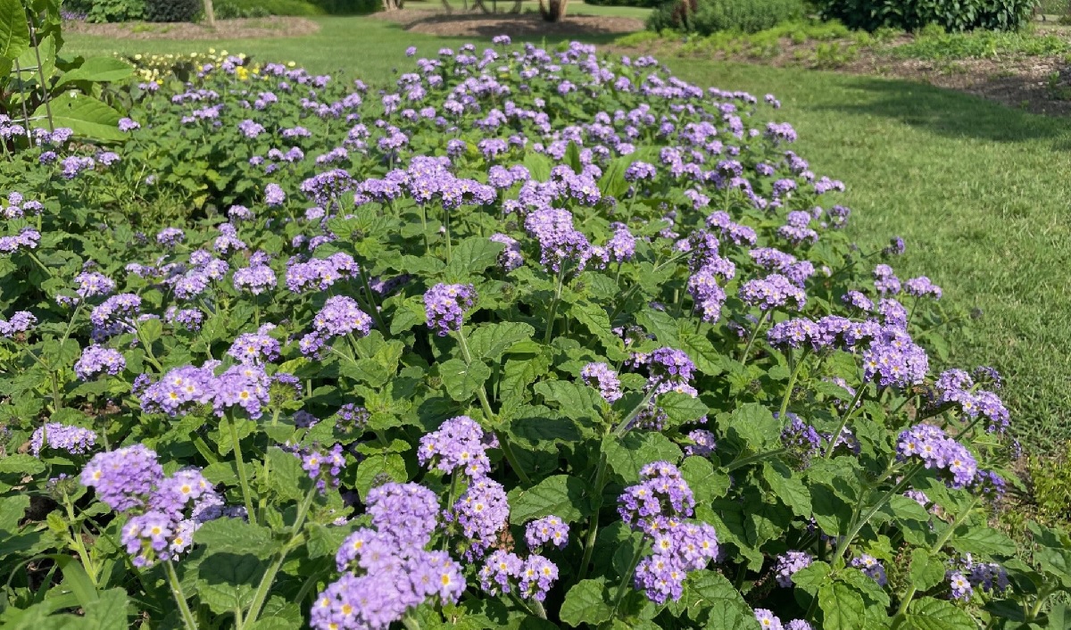 UT Gardens Plant of the Month, May 2024