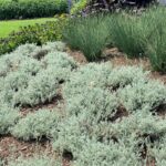 ‘Silver Stitch’: UT Gardens Plant of the Month, June 2024
