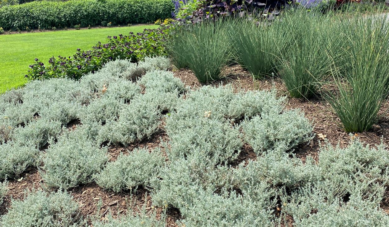 ‘Silver Stitch’: UT Gardens Plant of the Month, June 2024