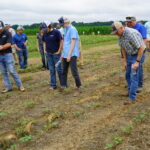 Crowd of people stand in a row crop field and look at newly emerged soybean plants during the 2023 Weed Tour