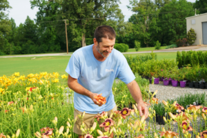A smiling man picks yellow and orange daylily flowers