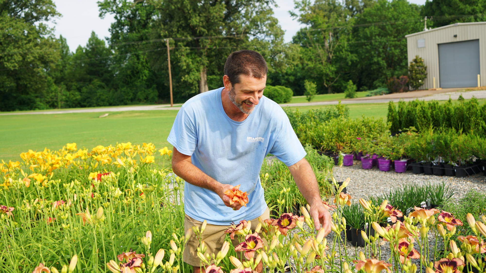 A smiling man picks yellow and orange daylily flowers