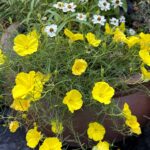 bright yellow flowers of Ladybird® Sunglow Calylophus, growing in a pot