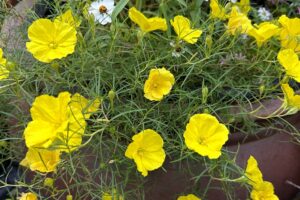 bright yellow flowers of Ladybird® Sunglow Calylophus, growing in a pot