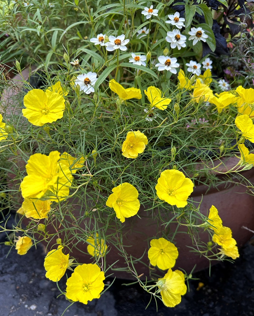 bright yellow flowers of Ladybird® Sunglow Calylophus, growing in a pot