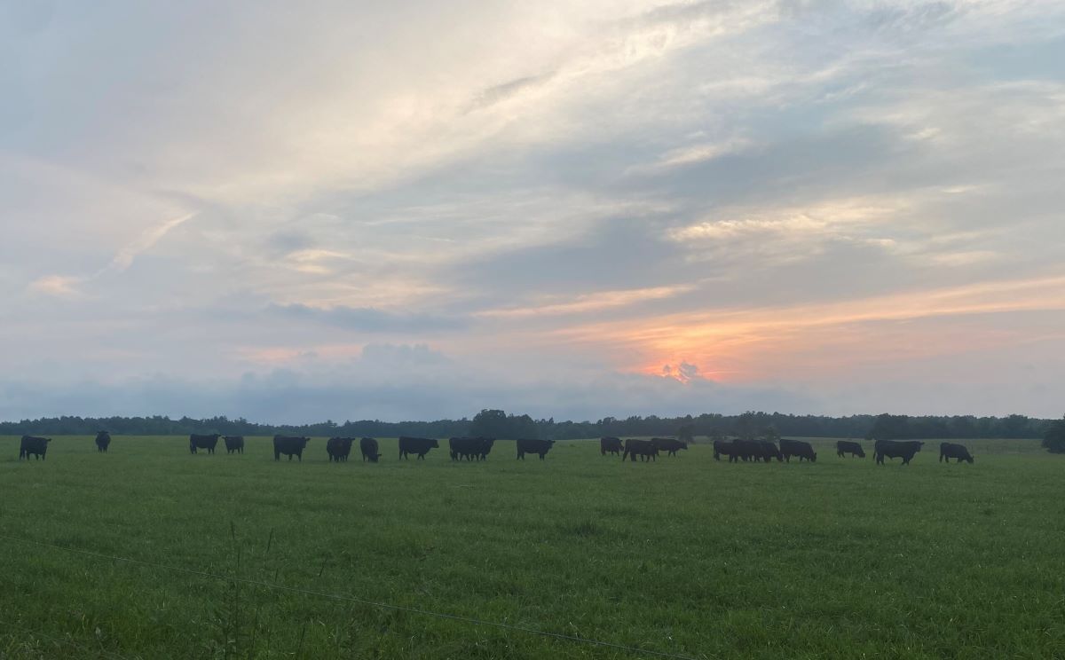 Cattle in a green field