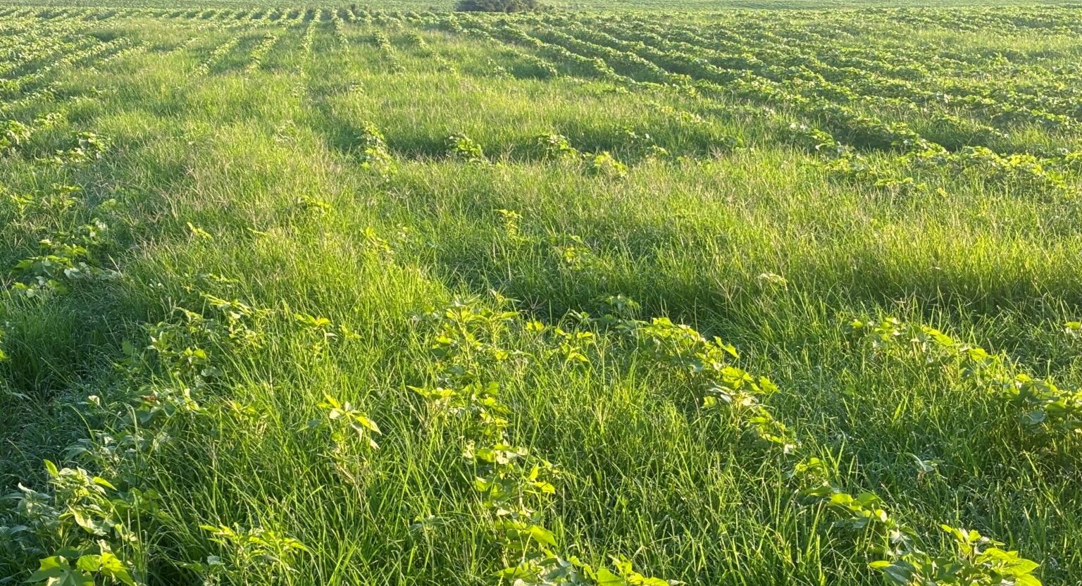 Goosegrass growing in a cotton field