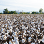 A large cotton field with thousands of white bolls ready for harvest