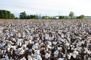 A large cotton field with thousands of white bolls ready for harvest