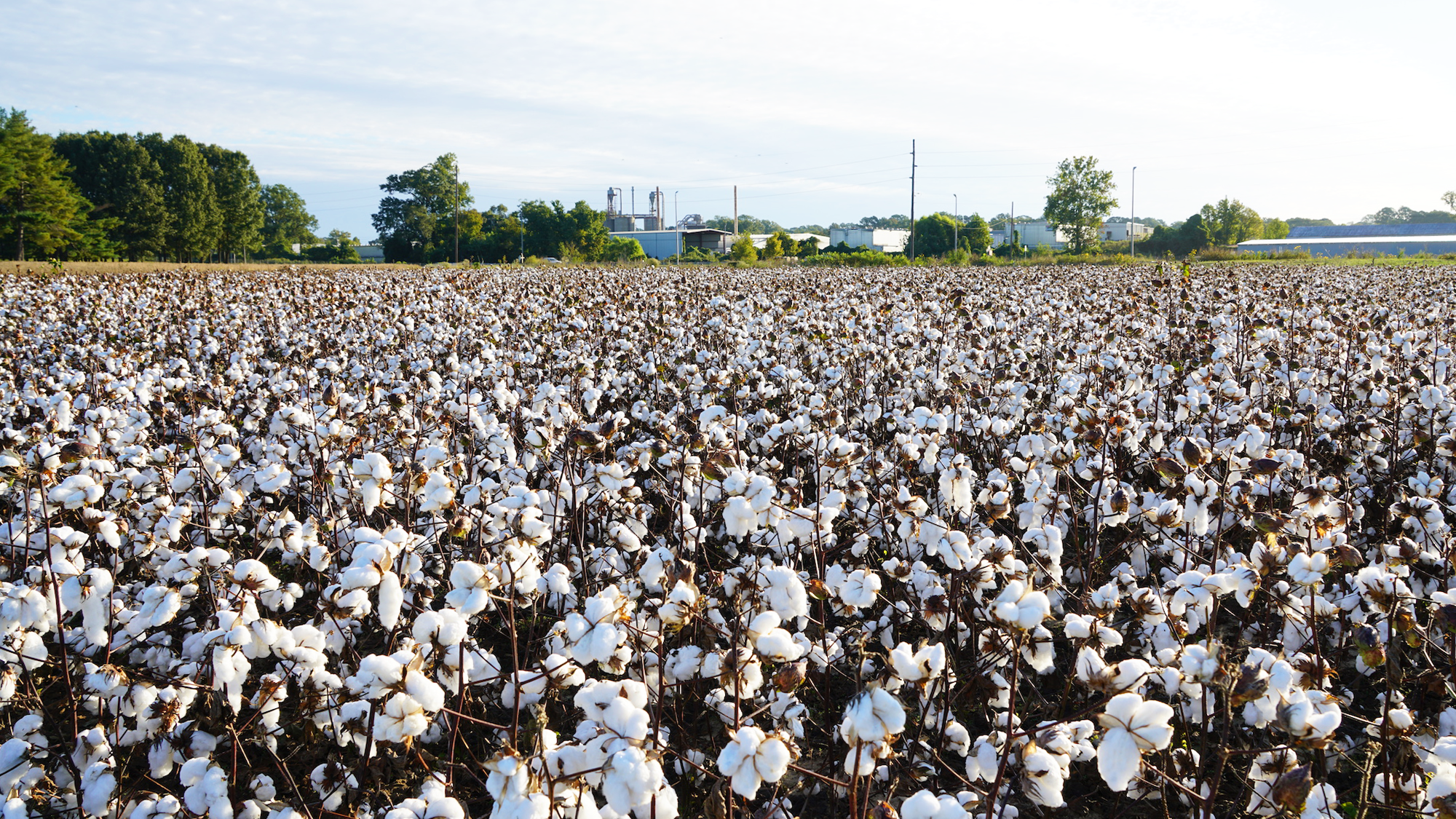 A large cotton field with thousands of white bolls ready for harvest