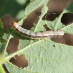 A fall armyworm eats a soybean leaf