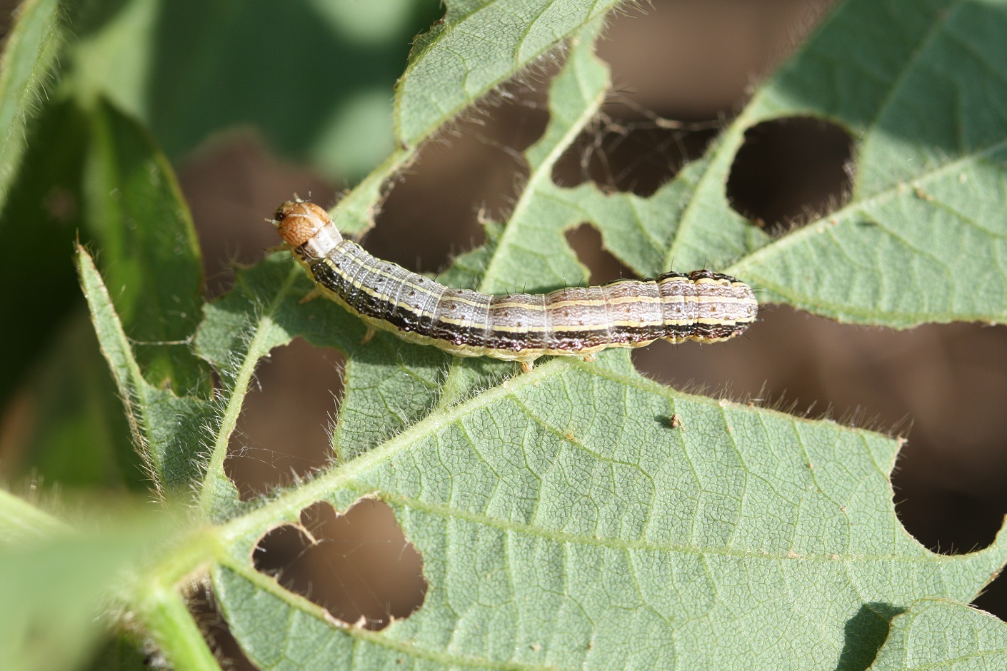 A fall armyworm eats a soybean leaf