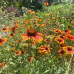 Gaillardia flowers