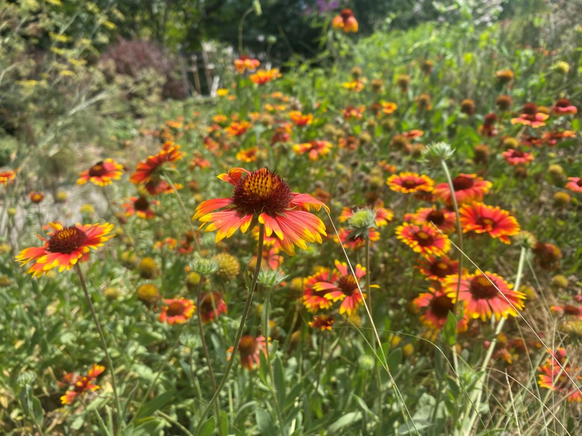 Gaillardia flowers