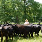 Black angus cows with a farmer in a field